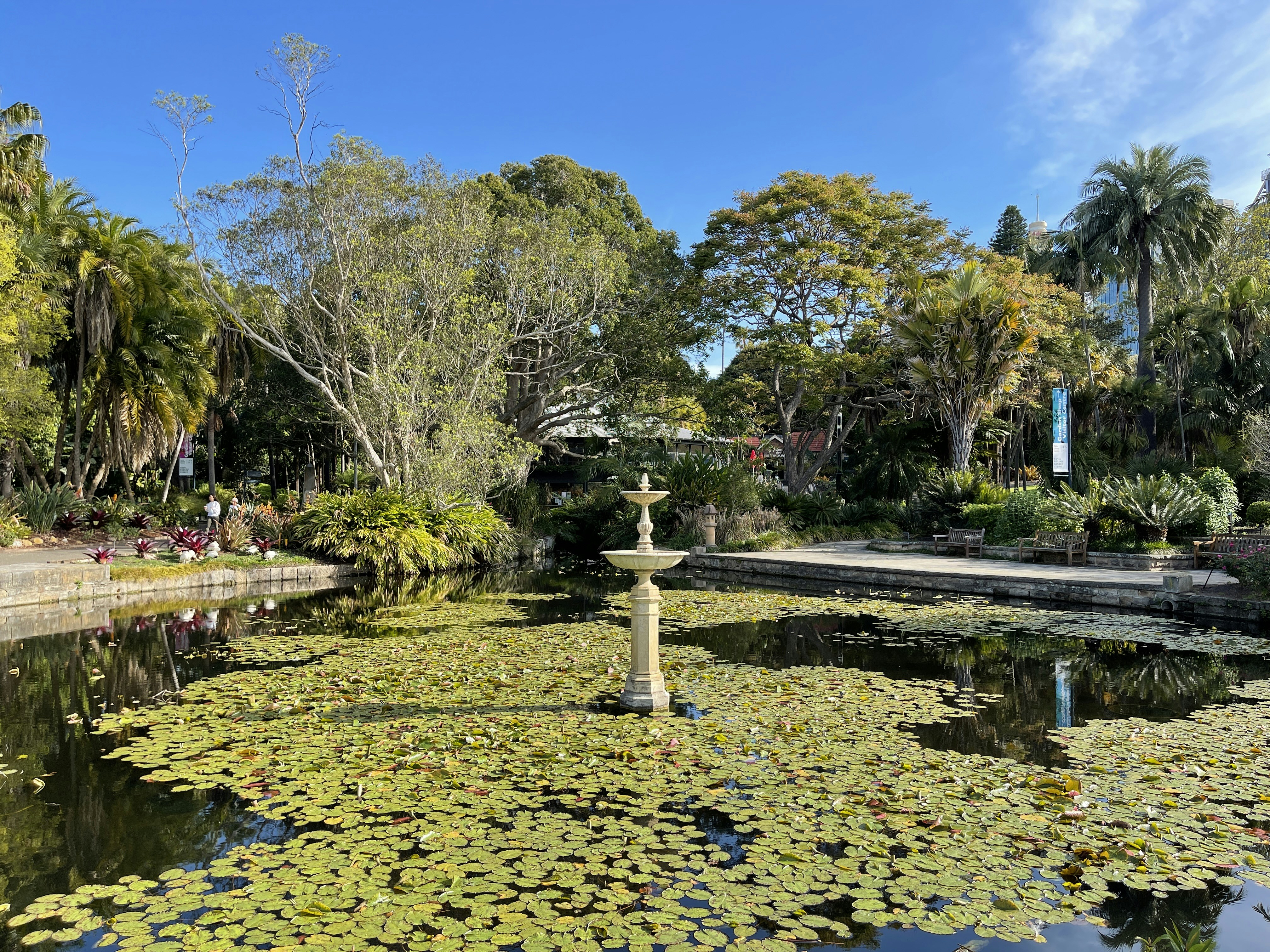 a pond filled with lots of water lilies