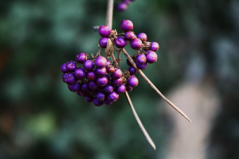 a close up of a plant with purple flowers