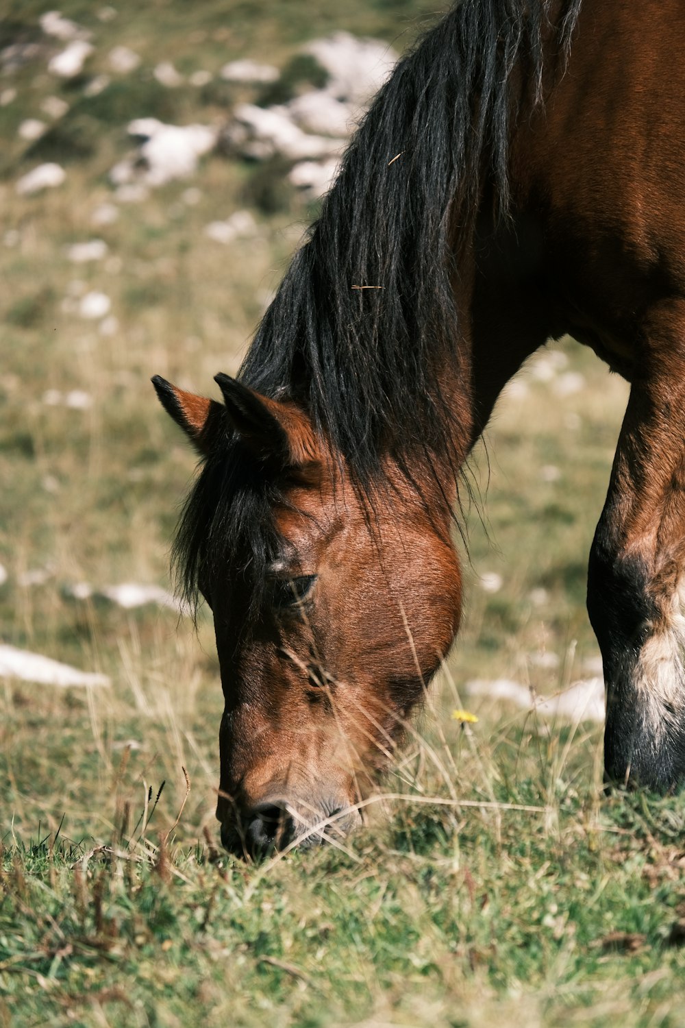 a brown horse eating grass in a field