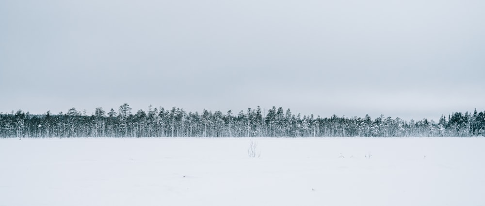 a snow covered field with trees in the background