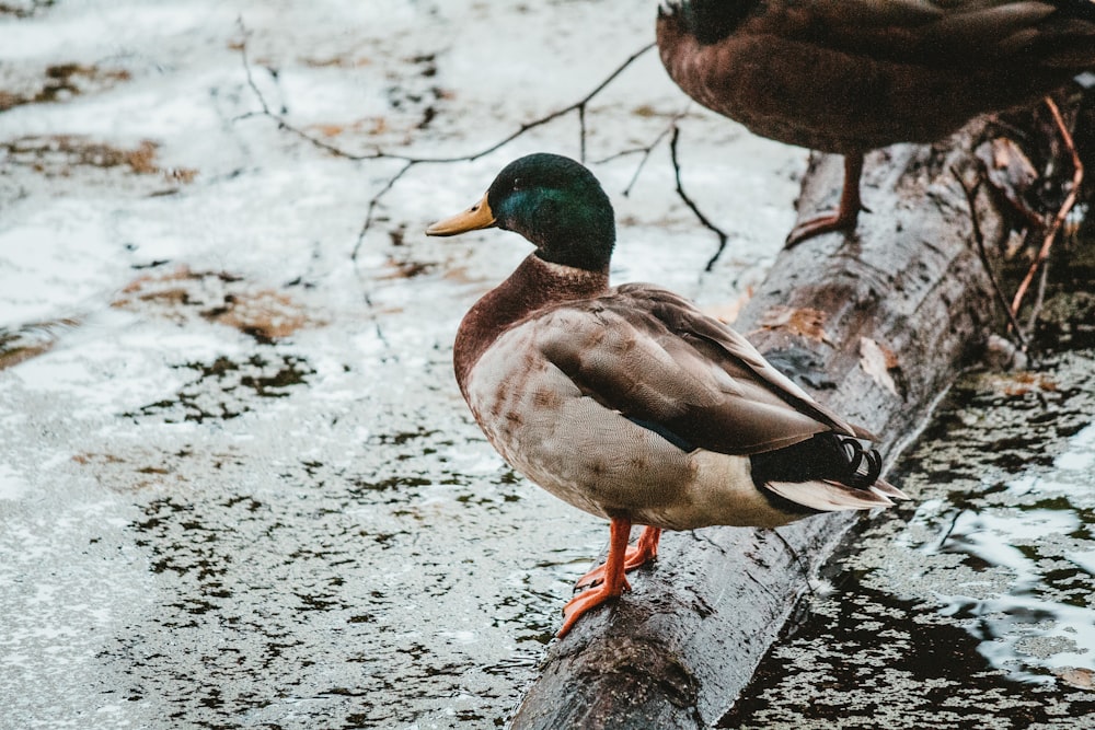two ducks are standing on a log in the water