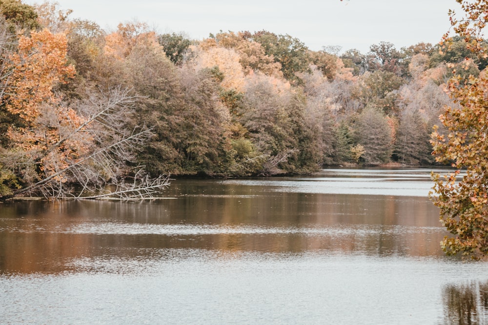 a body of water surrounded by lots of trees