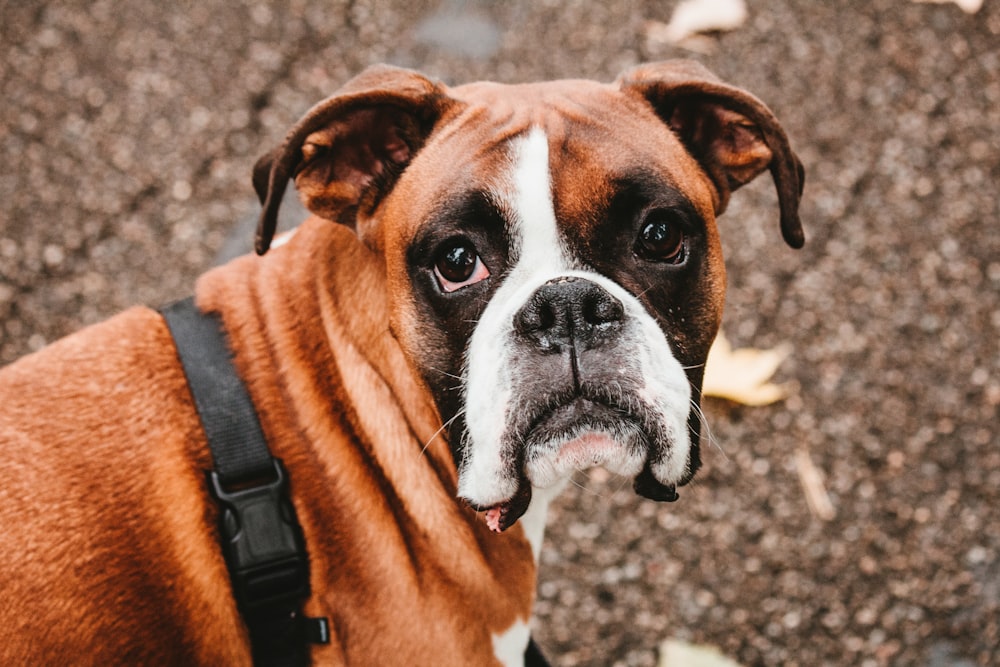 a brown and white dog standing on top of a sidewalk