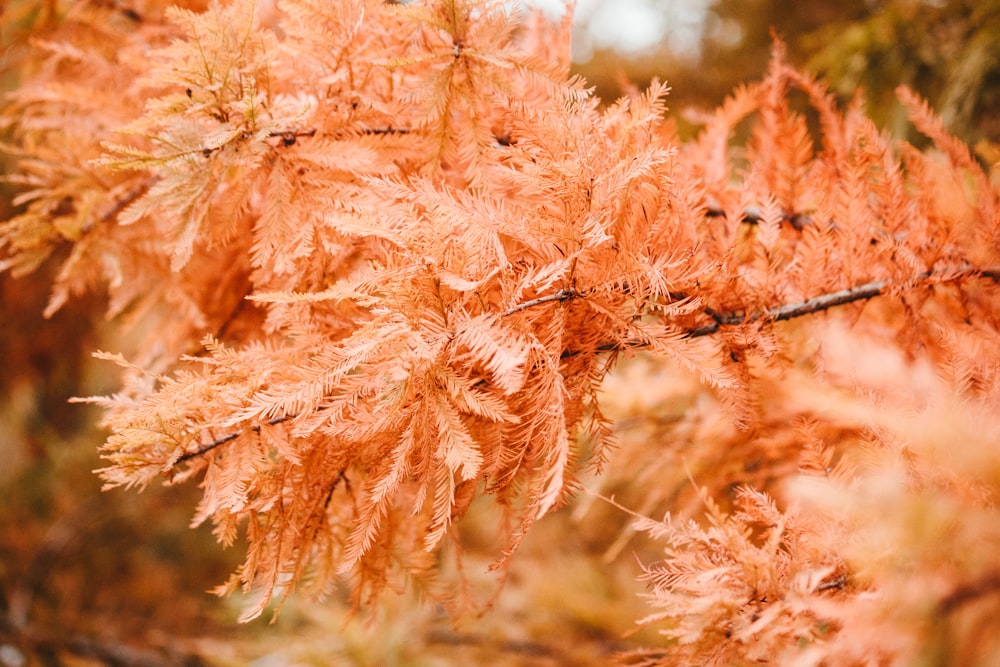 a close up of a tree with orange leaves