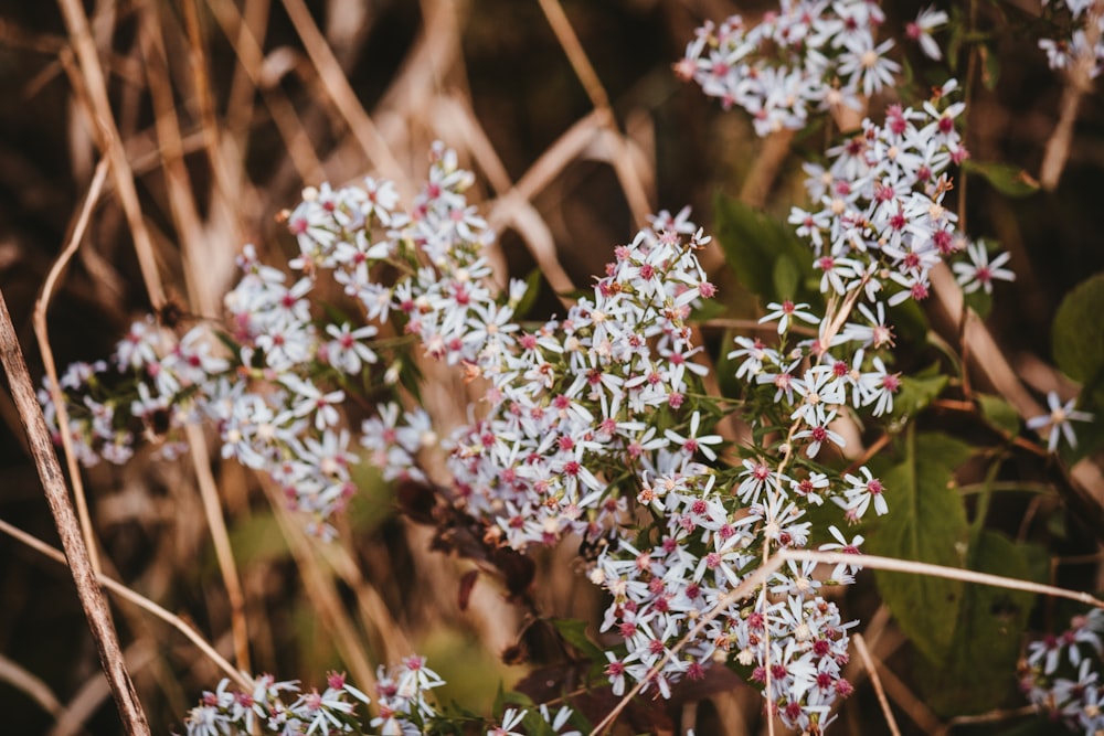 a close up of a bunch of flowers in a field