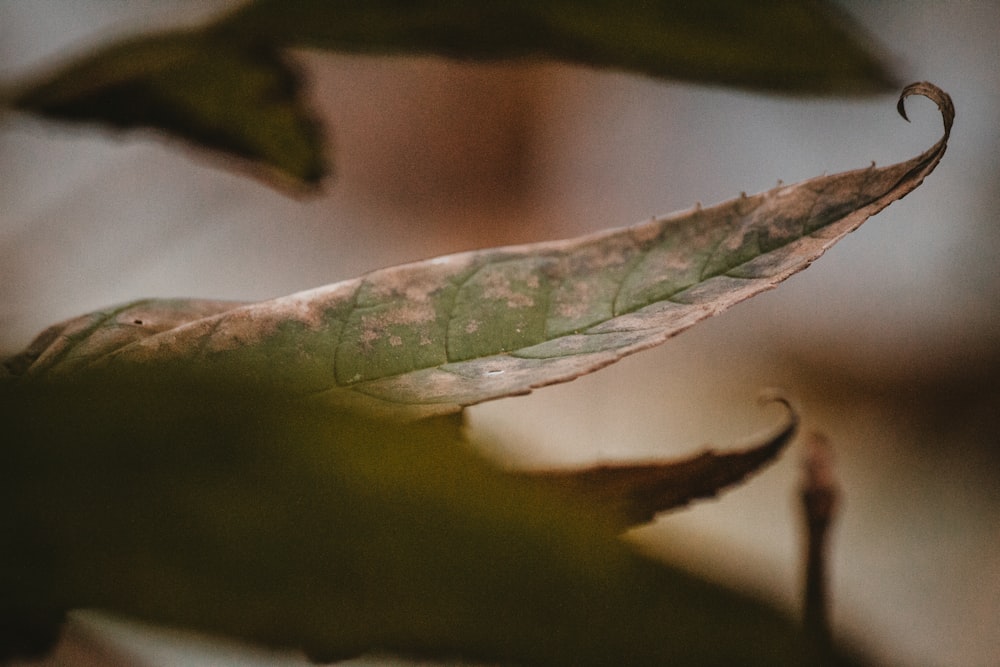 a close up of a leaf on a tree