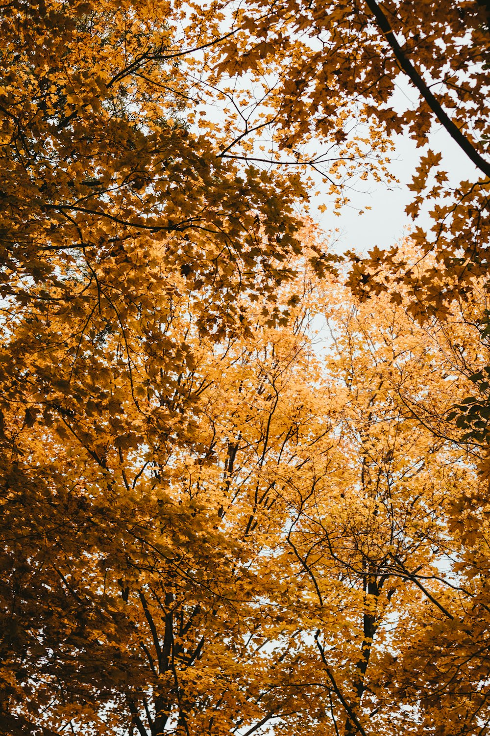 a group of trees with yellow leaves on them