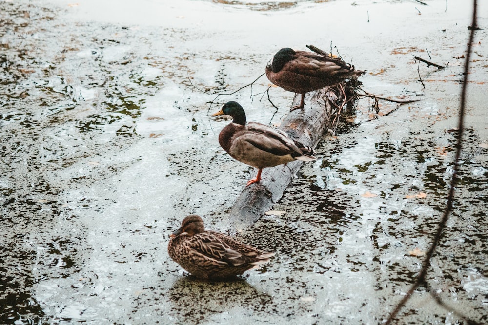 three ducks are standing on a log in the water