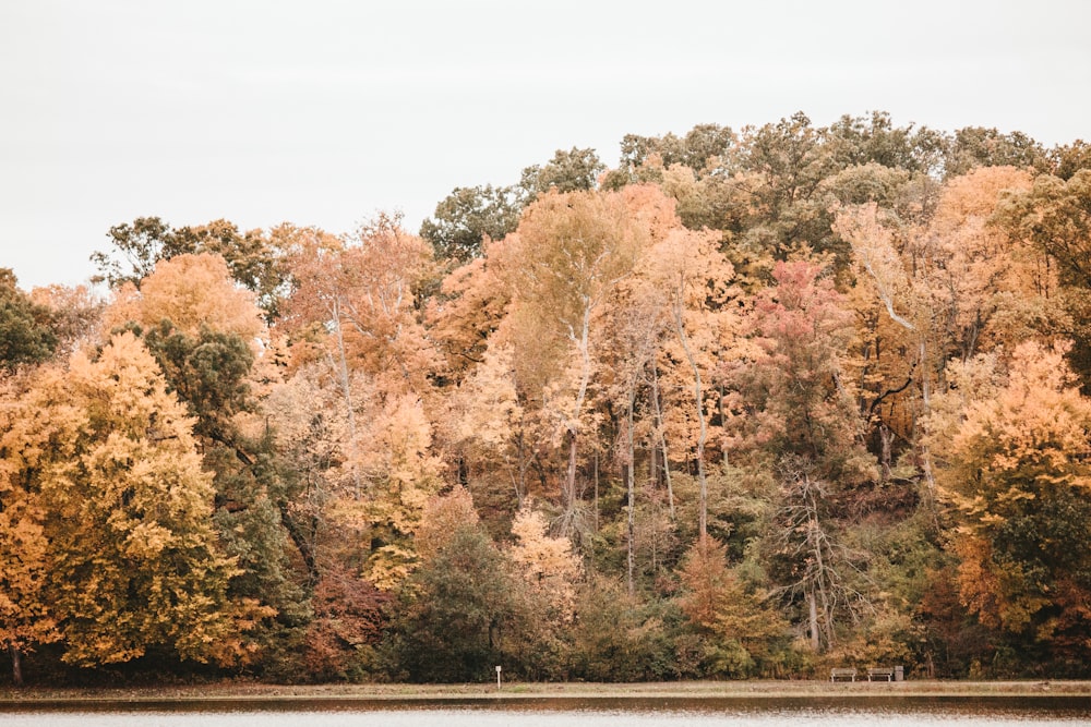 a body of water surrounded by lots of trees