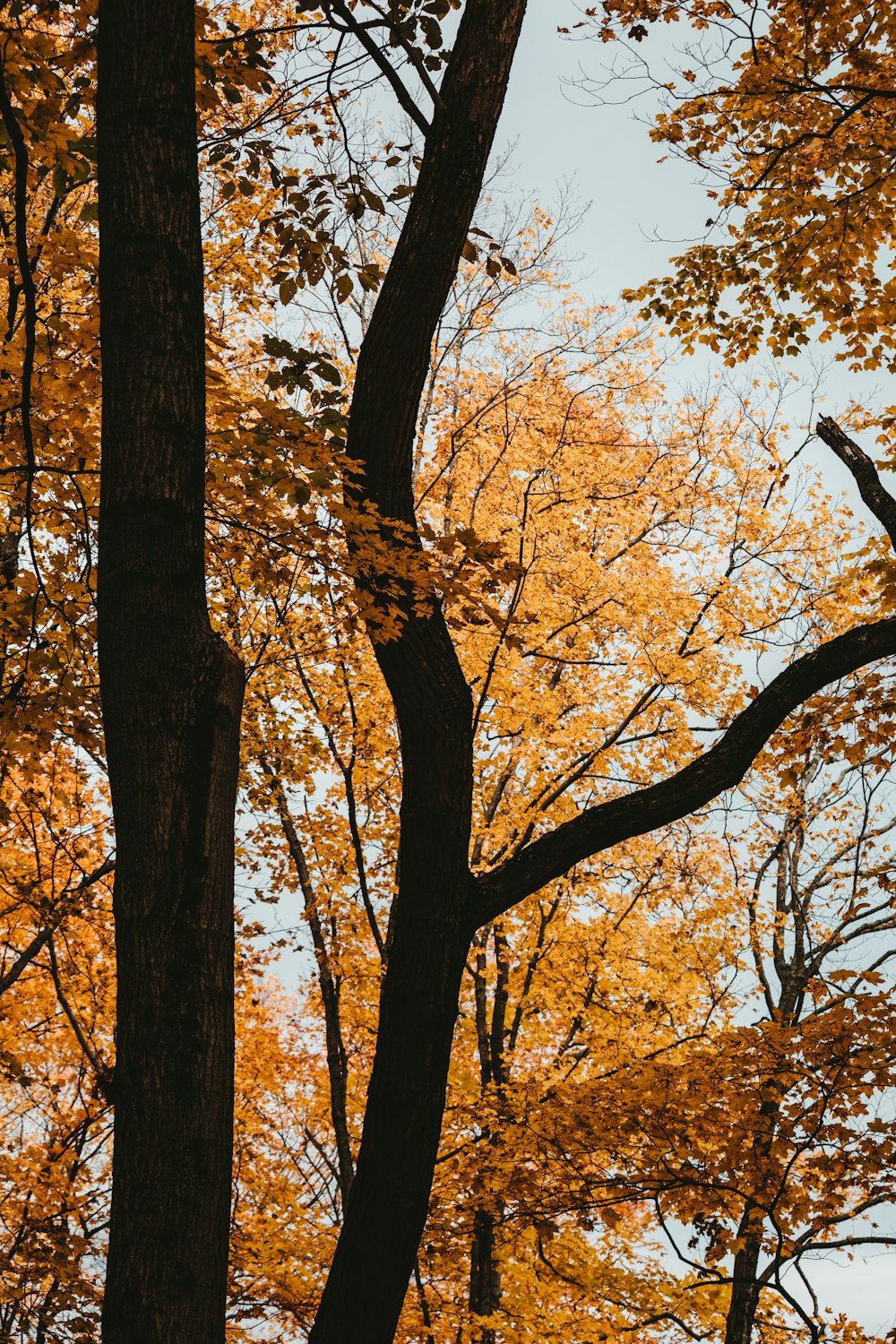 a tree with yellow leaves in the fall