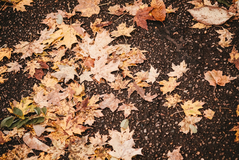 a bunch of leaves that are laying on the ground