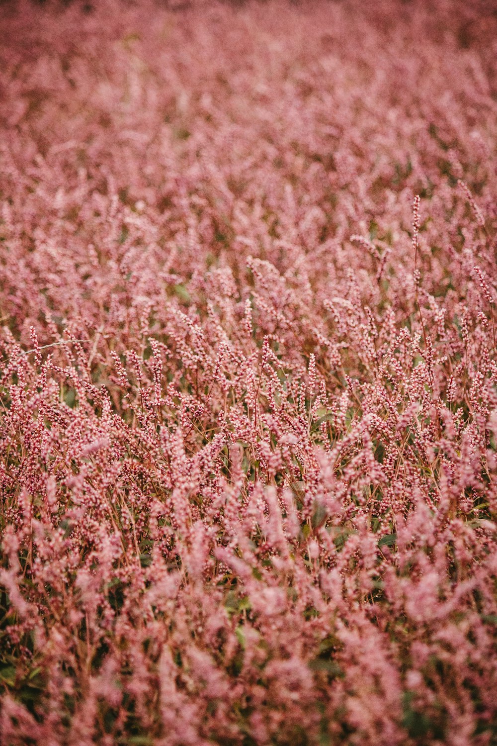 a field full of pink flowers in the middle of the day