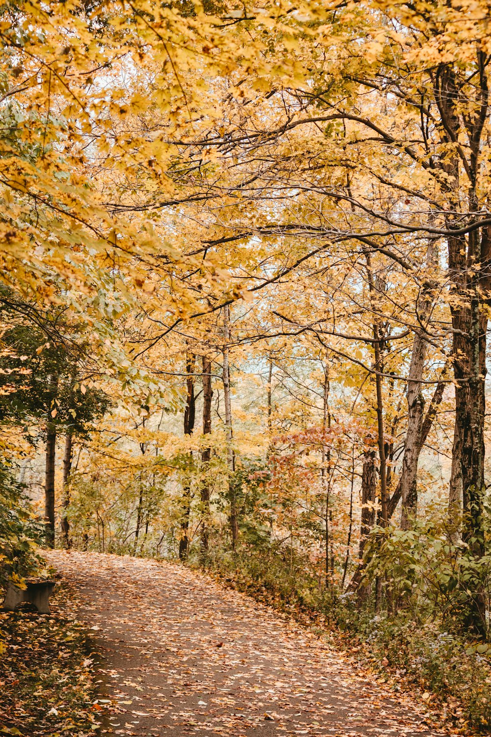 a dirt road surrounded by trees with yellow leaves