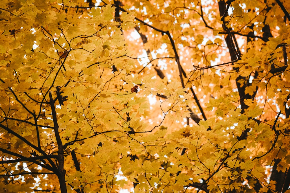 a tree with yellow leaves in the fall