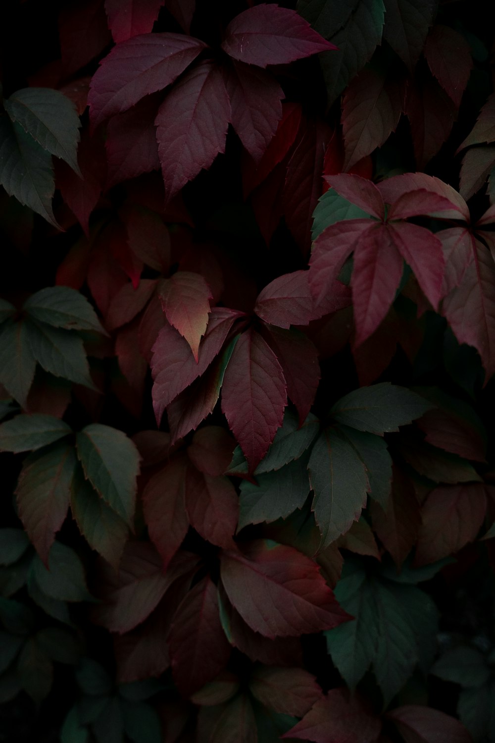 a close up of a bunch of leaves