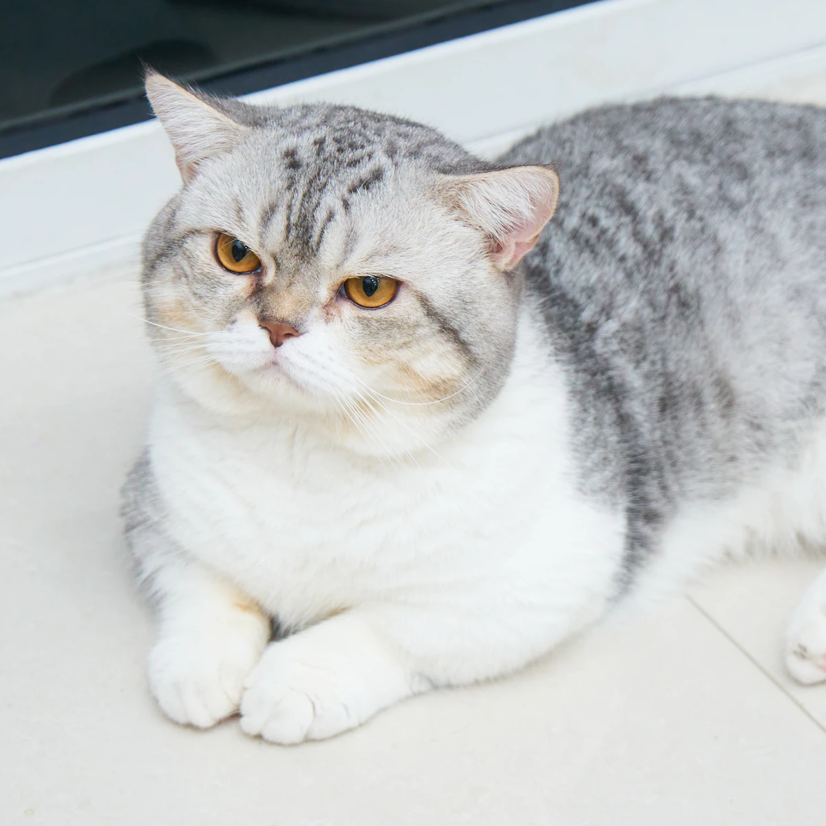 Retrato de gato gris y blanco de raza British Shorthair