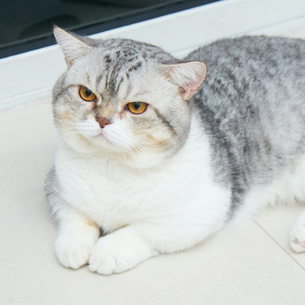 a gray and white cat laying on the ground