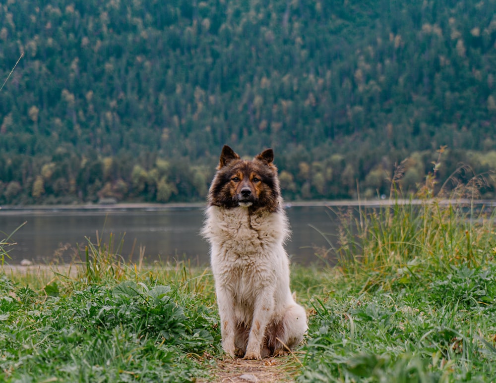 a brown and white dog sitting on top of a grass covered field