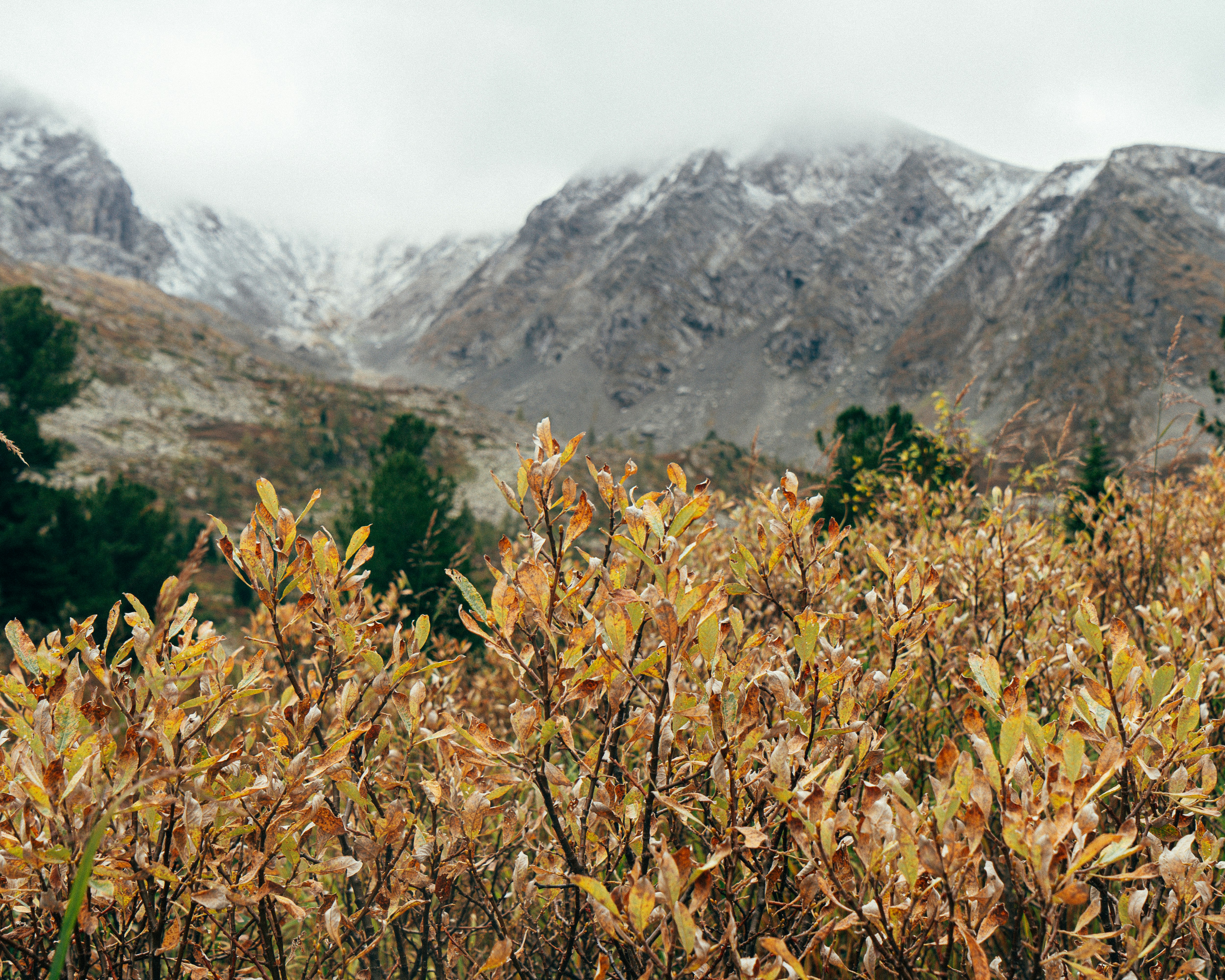 a bush with snow capped mountains in the background