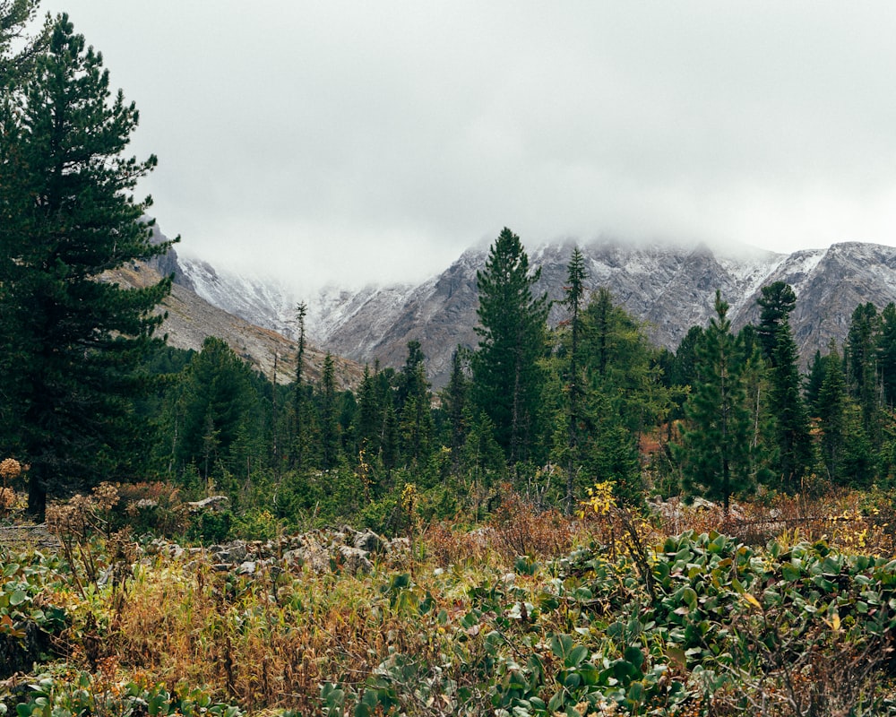 a forest filled with lots of tall trees