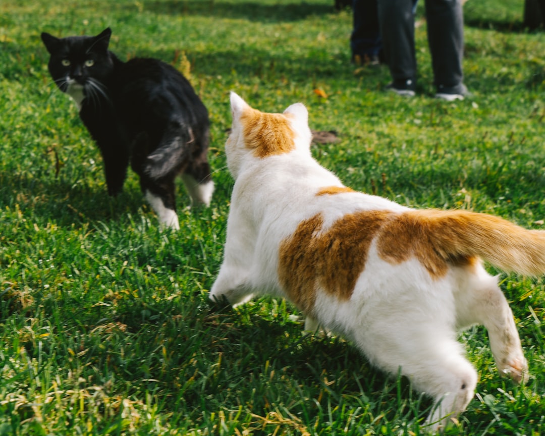 a couple of cats walking across a lush green field,