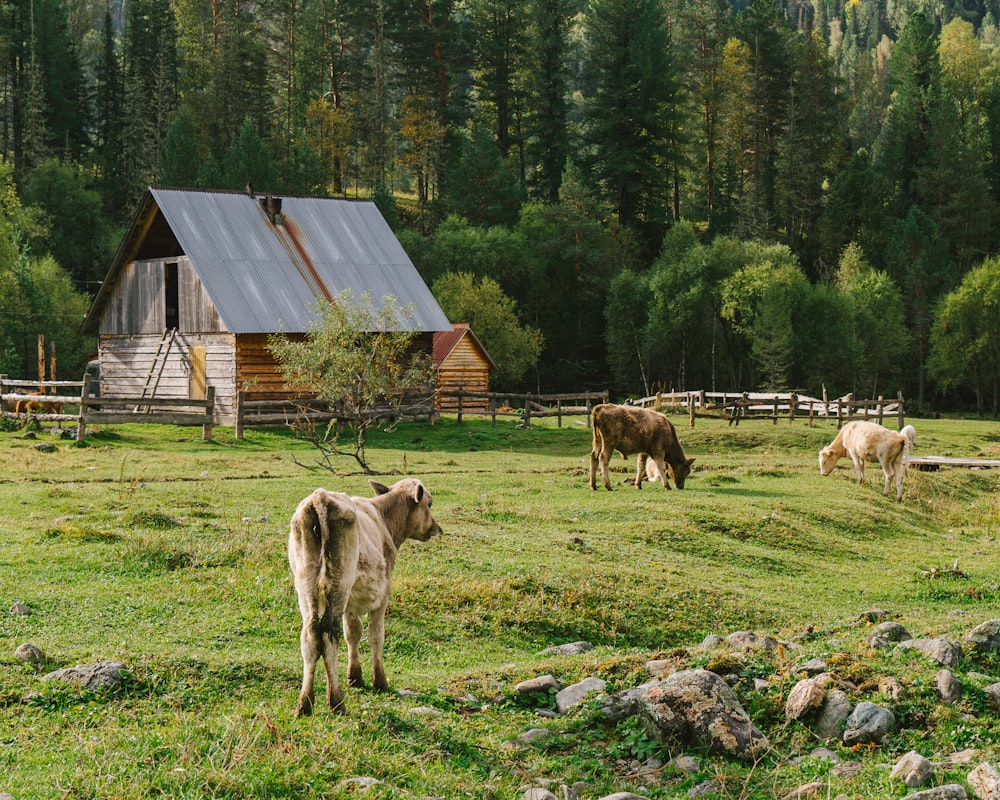 a herd of cattle grazing on a lush green field