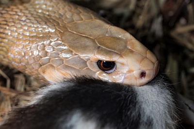 A close-up view of a snake's head, with scales glistening in the light. The snake's eye is prominent, and it appears to be in the process of feeding on a furry, black-and-white prey, possibly a rodent. The background consists of blurred vegetation.
