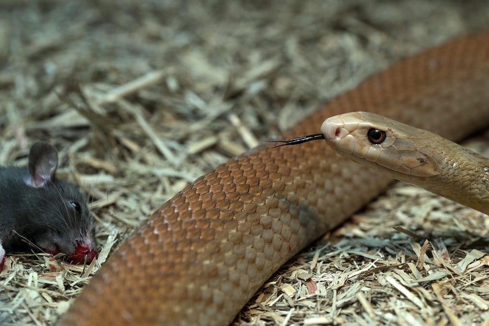 Una serpiente marrón comiendo una rata en el suelo