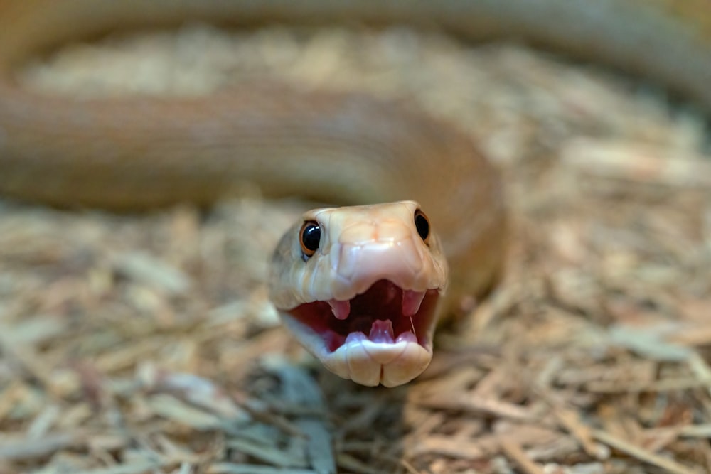 Un primer plano de una serpiente con la boca abierta