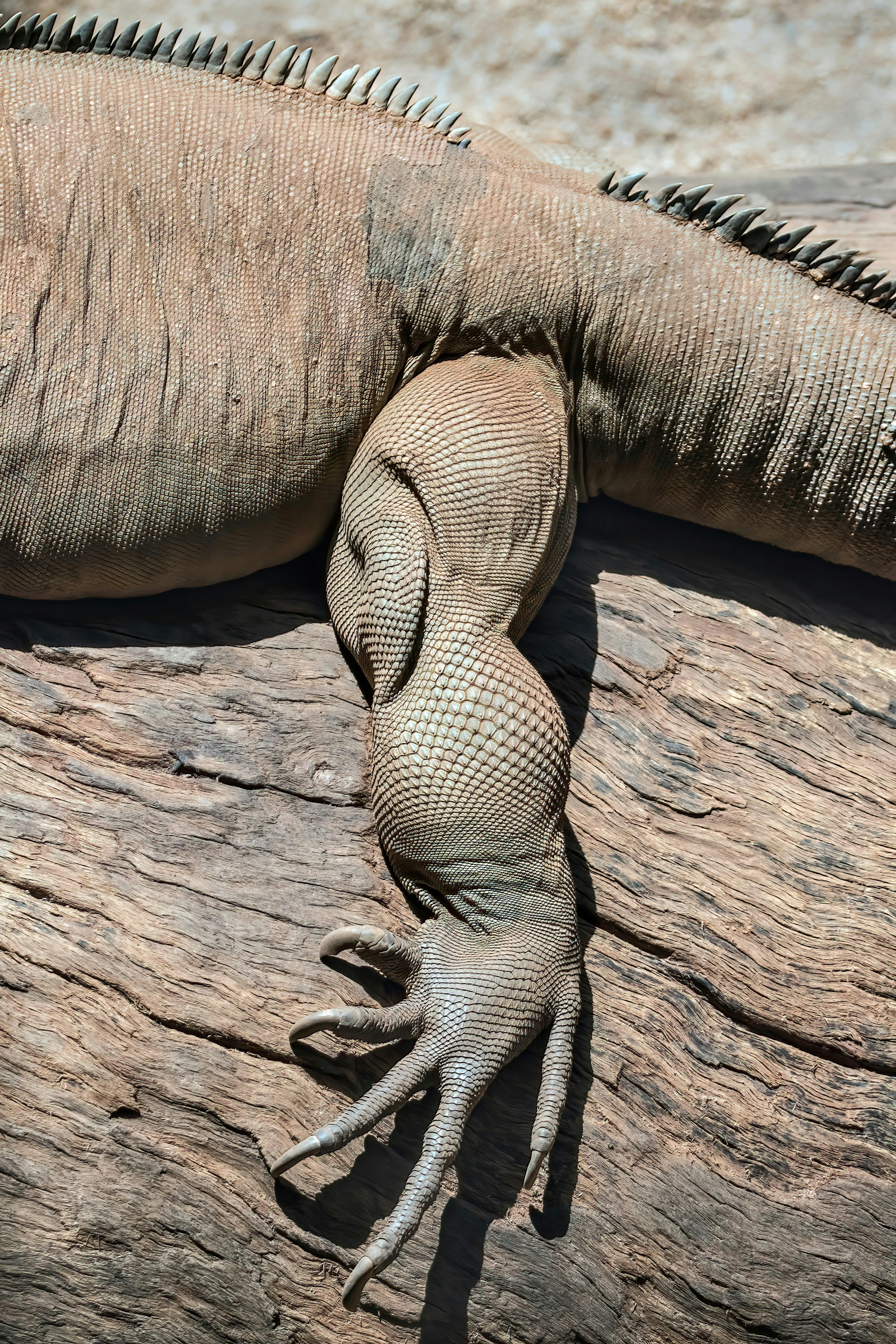 a lizard and a lizard on a piece of wood