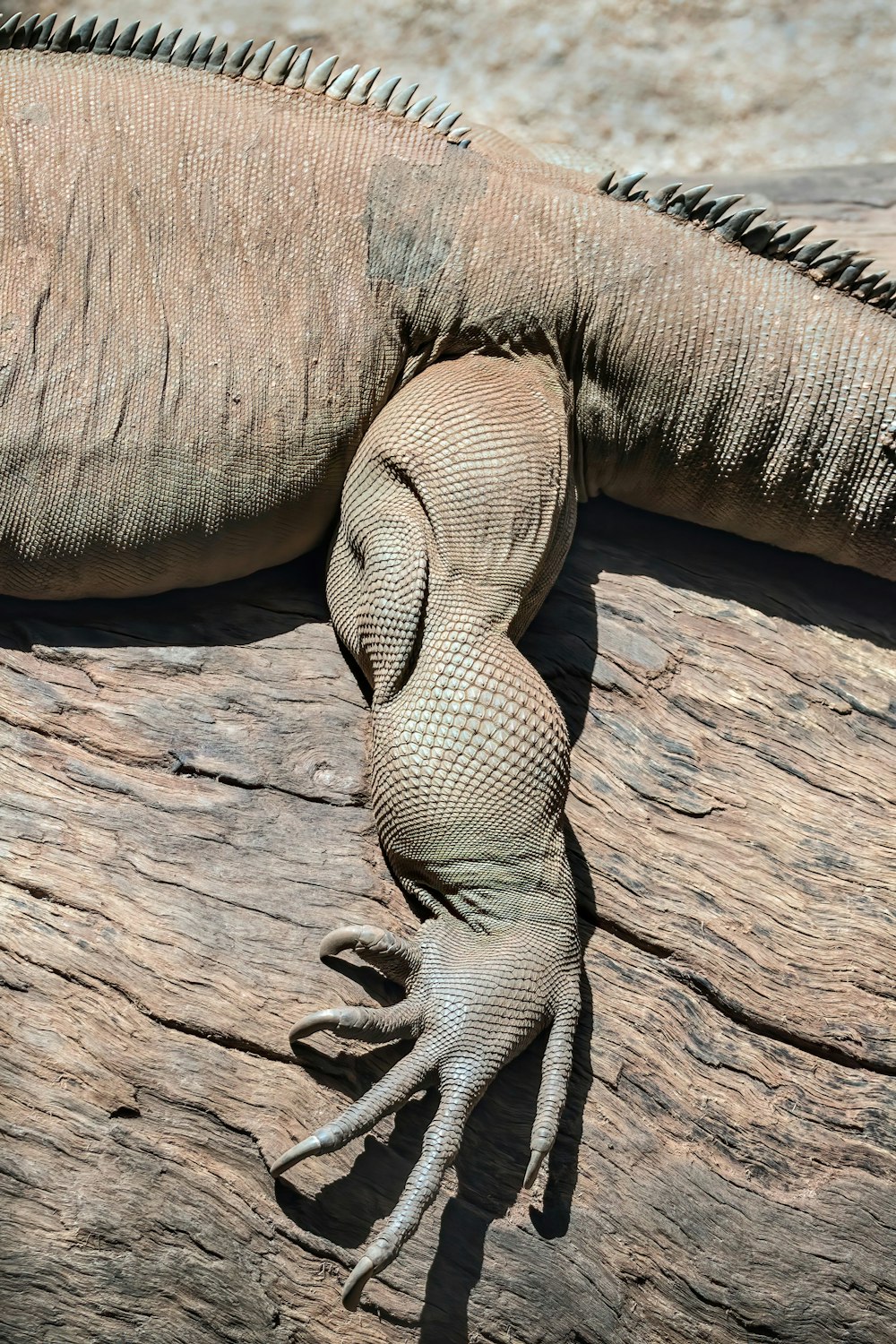 a lizard and a lizard on a piece of wood