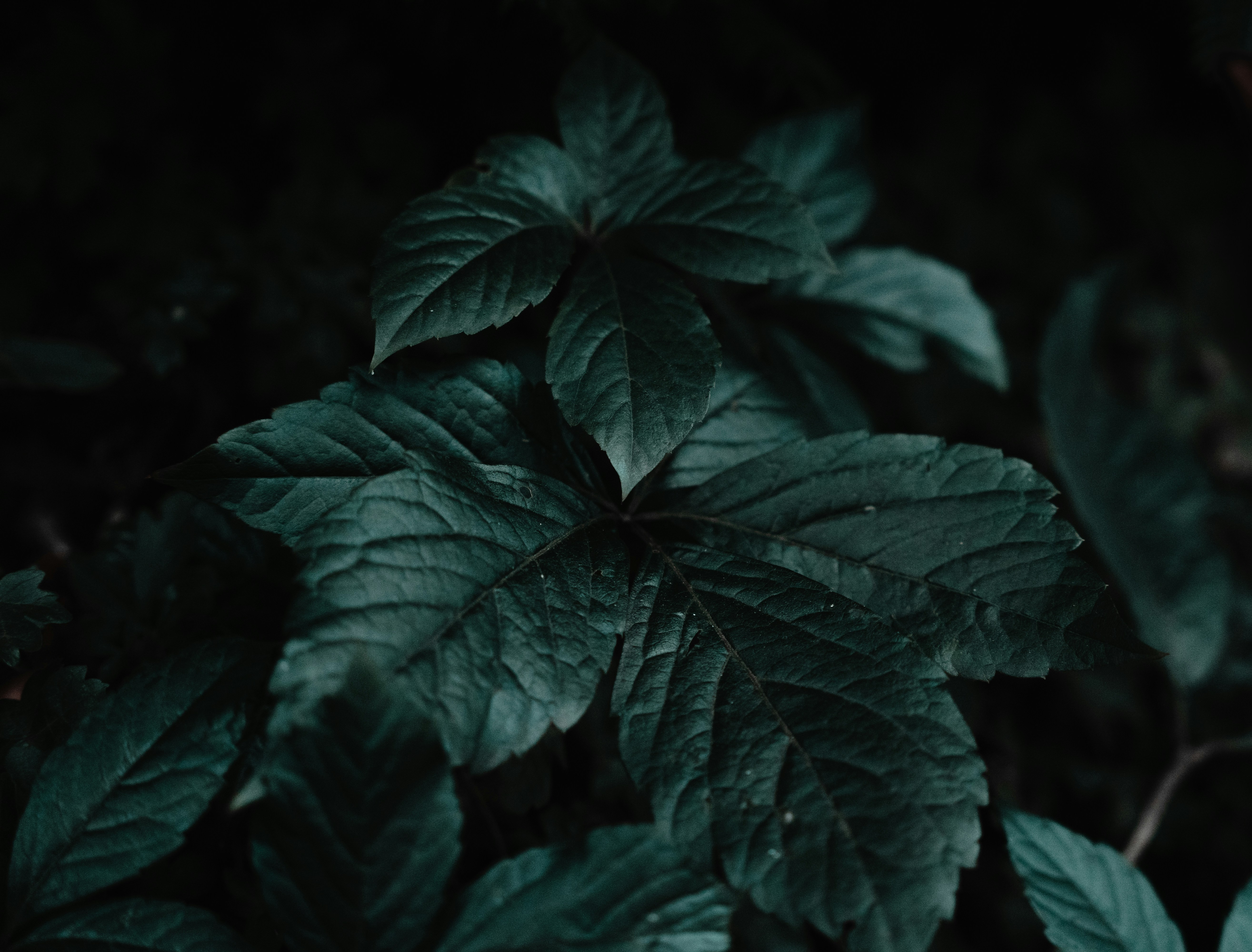 a close up of a green leafy plant
