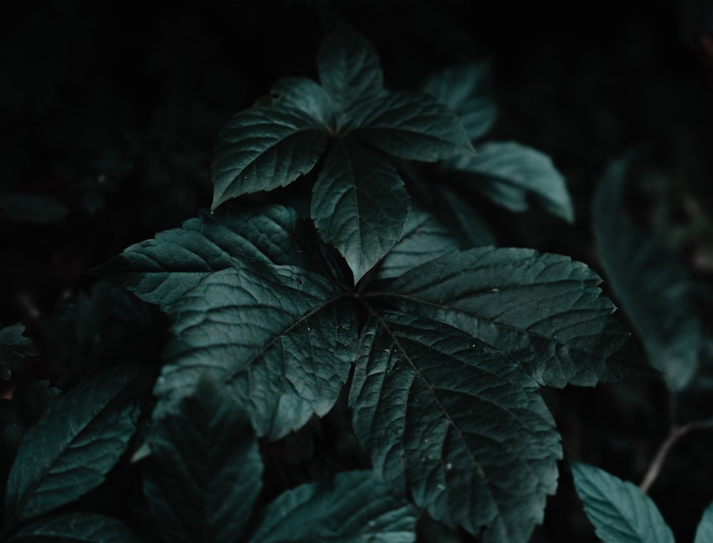 a close up of a green leafy plant