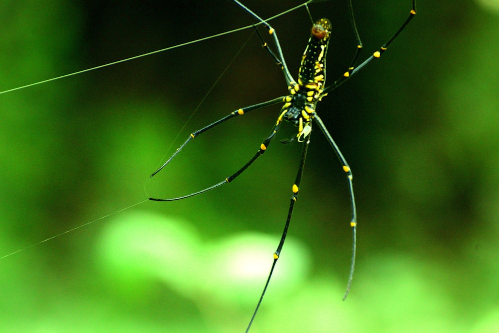 a close up of a spider on a web