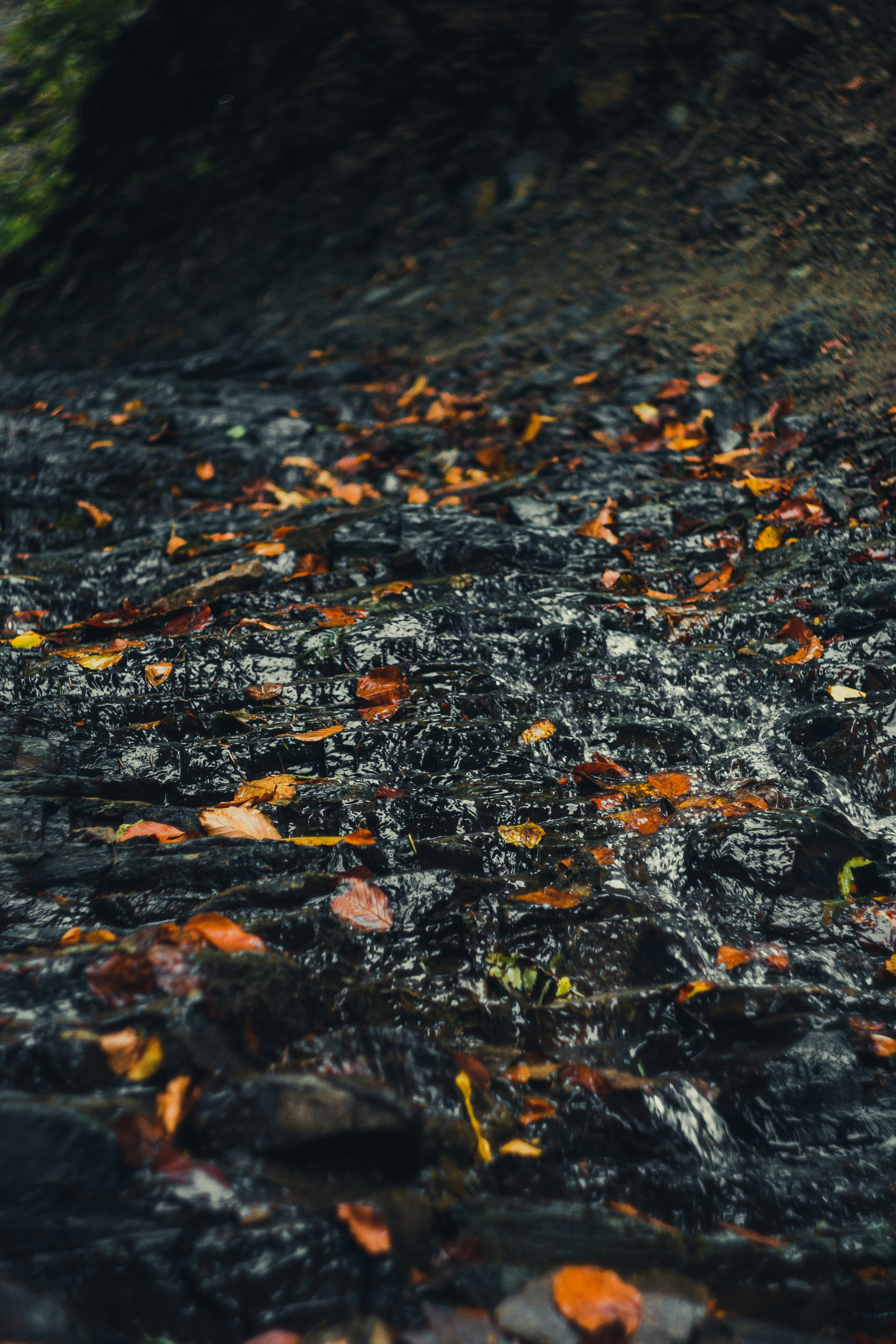 Photo by samoyedness