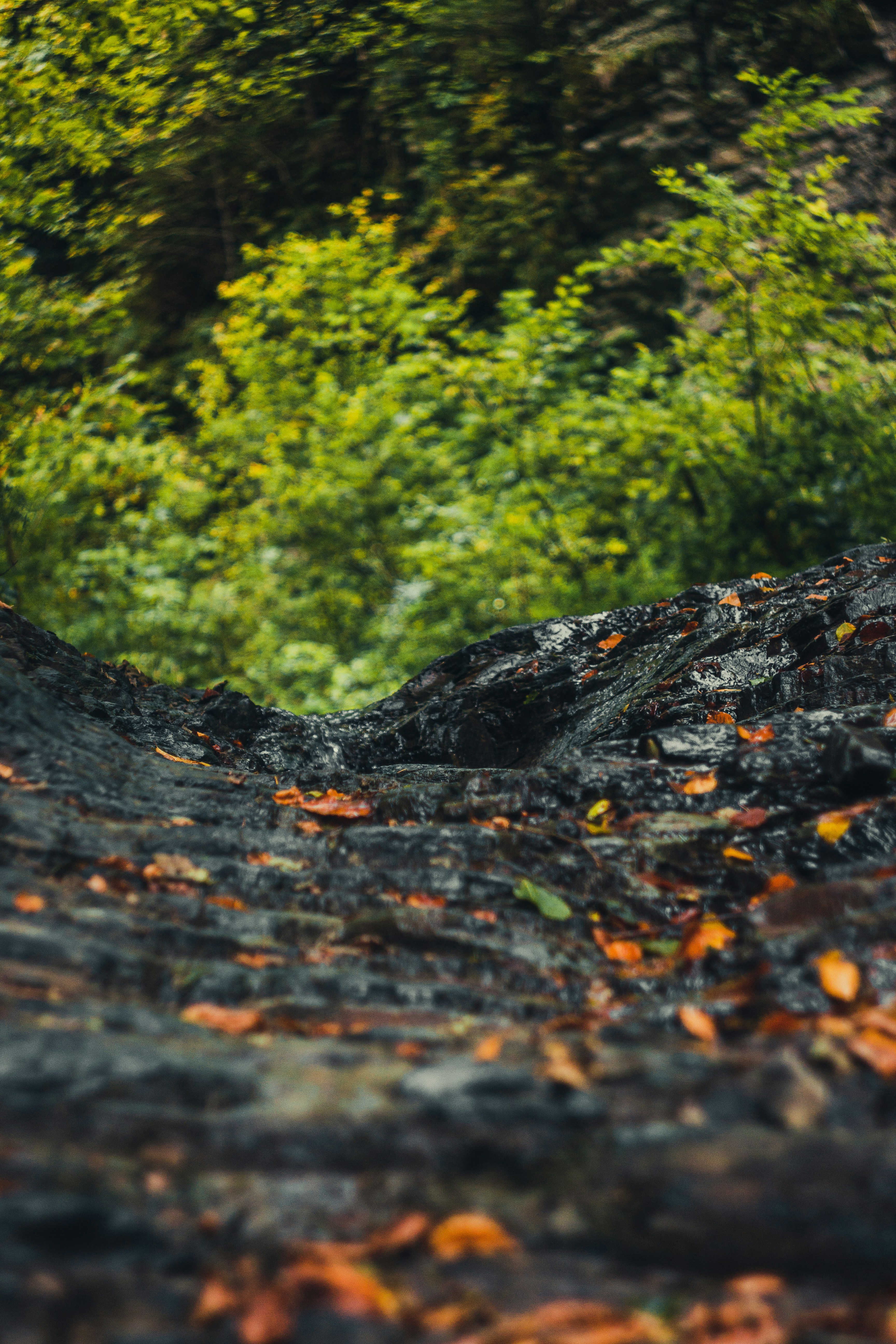 Photo by samoyedness