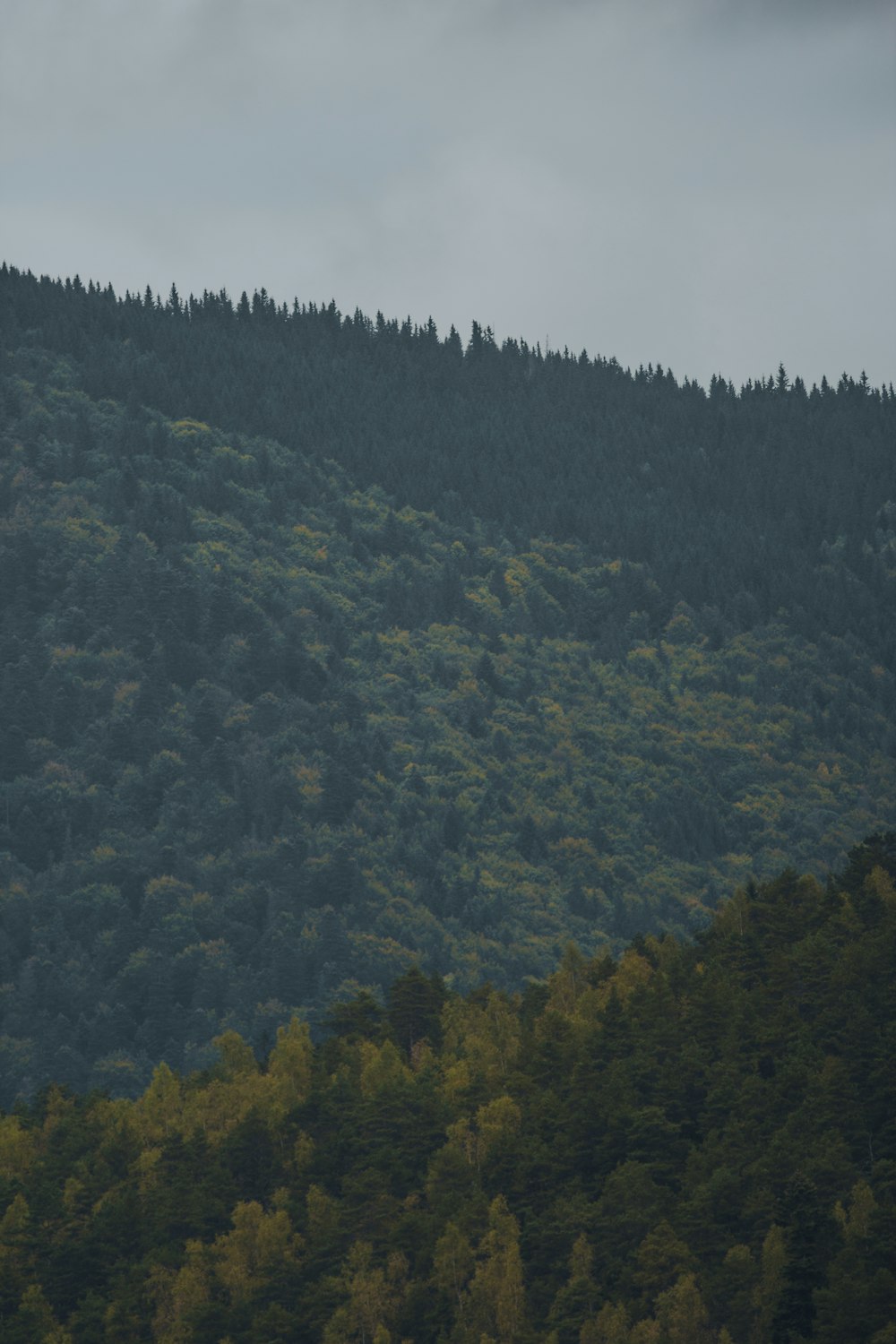 a plane flying over a forest on a cloudy day