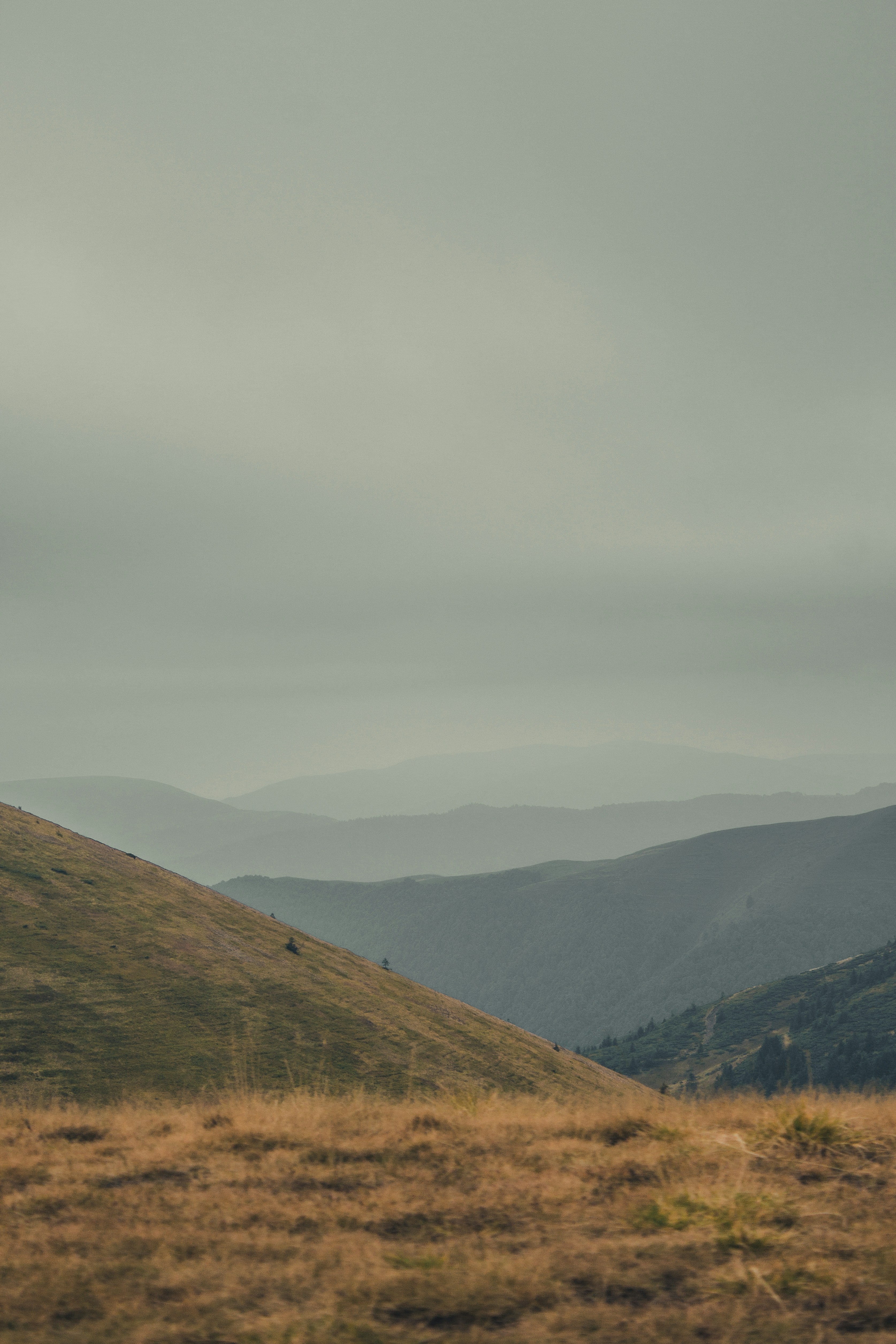 Photo by samoyedness