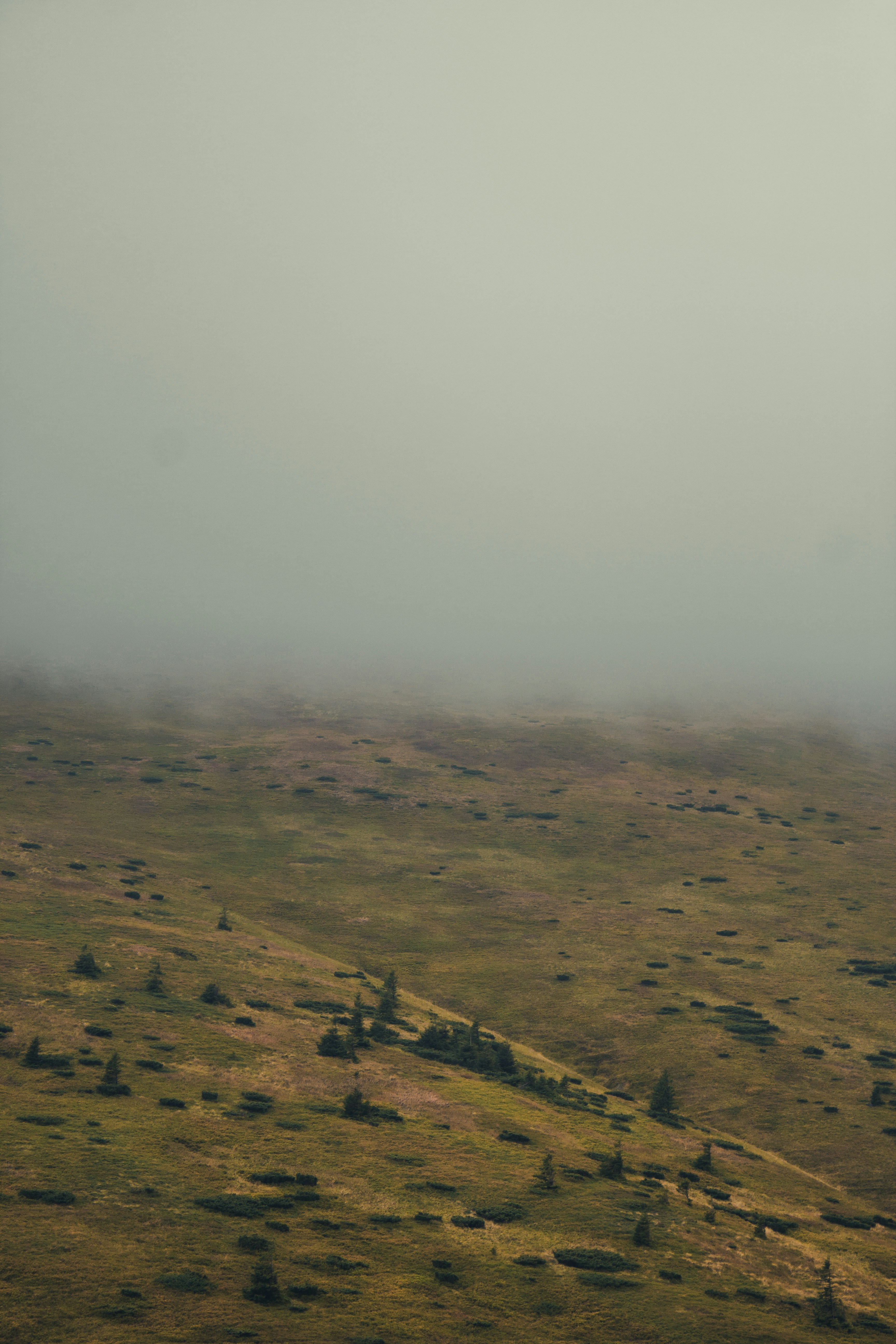 Photo by samoyedness