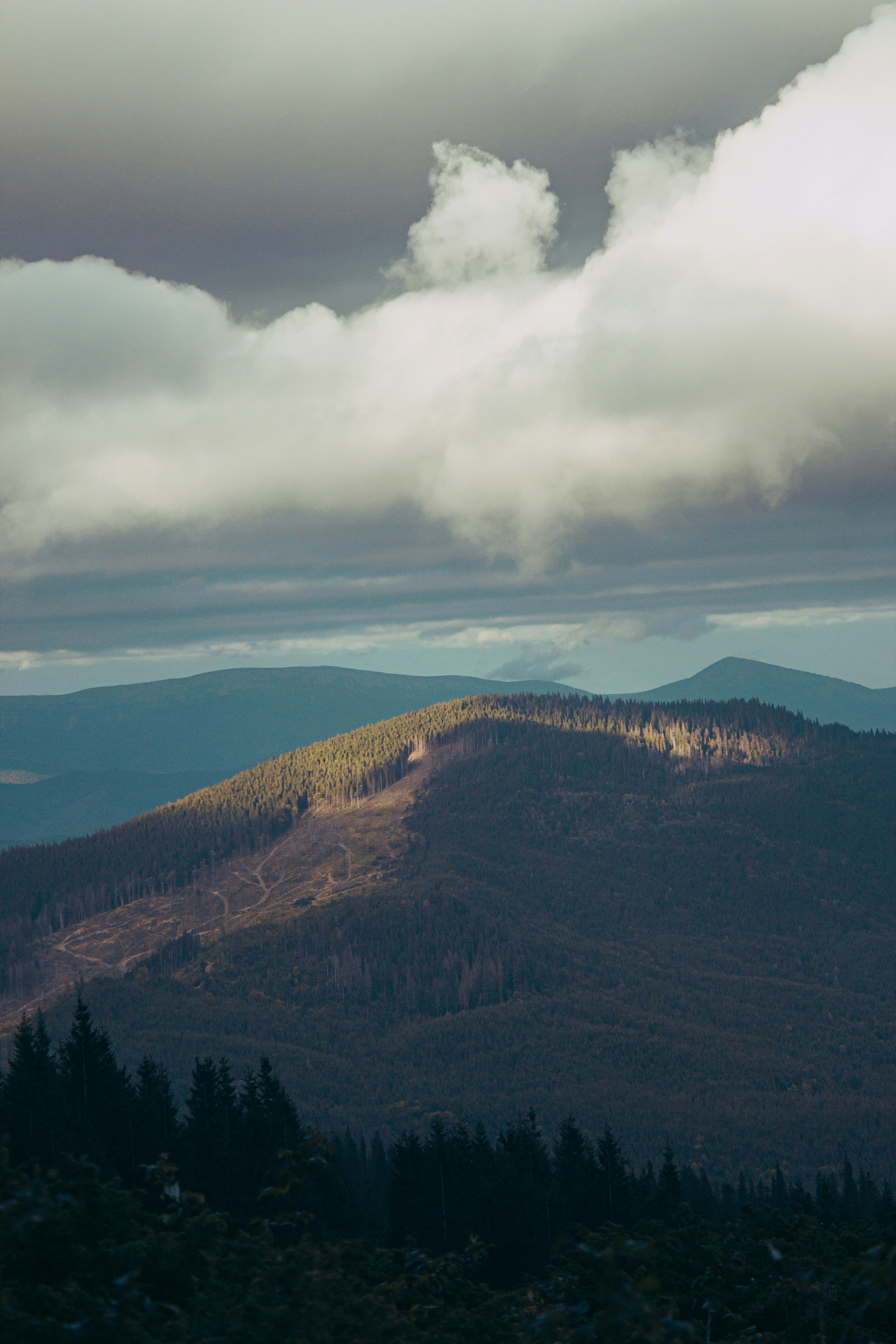 Photo by samoyedness