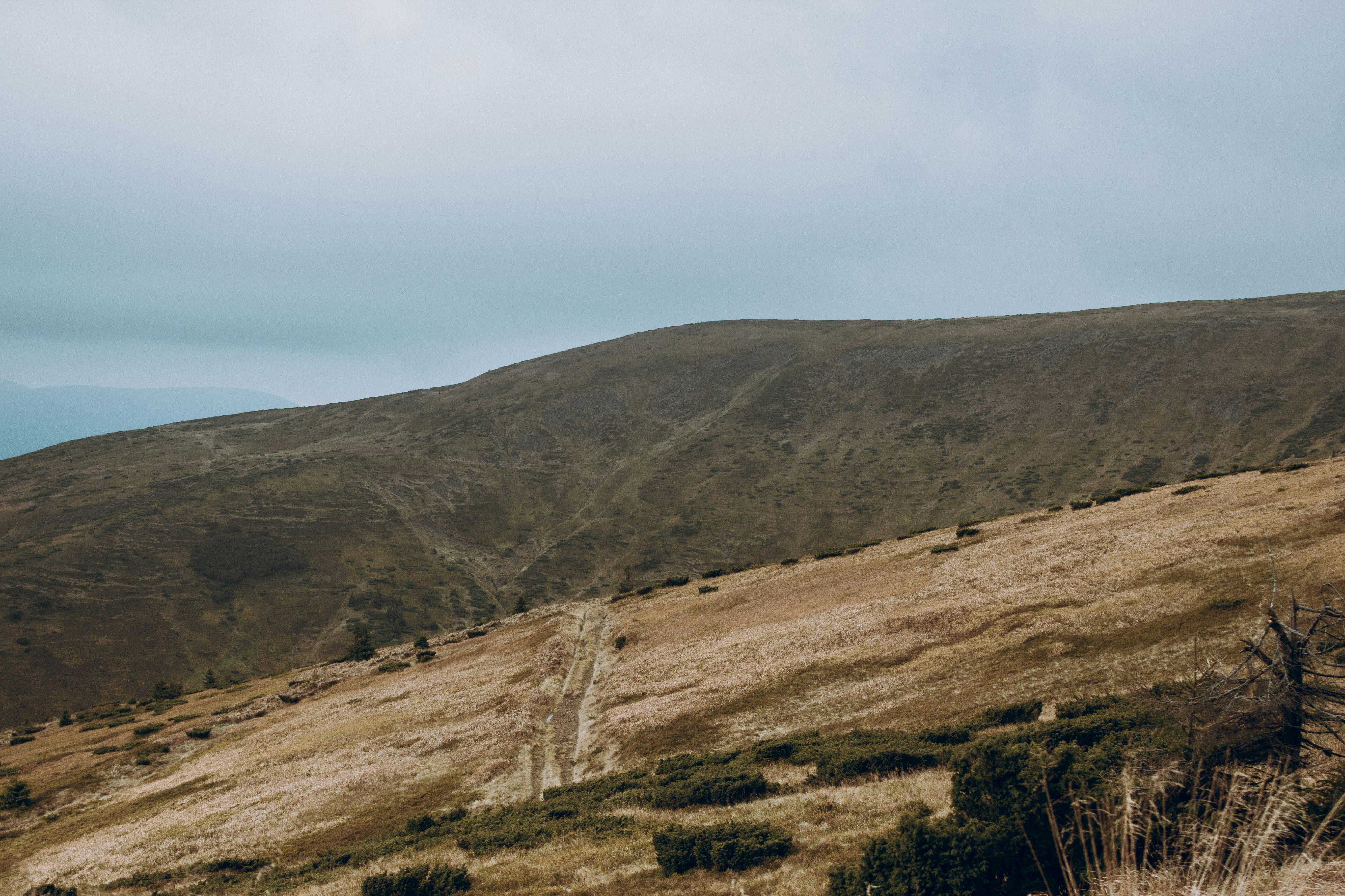 Photo by samoyedness