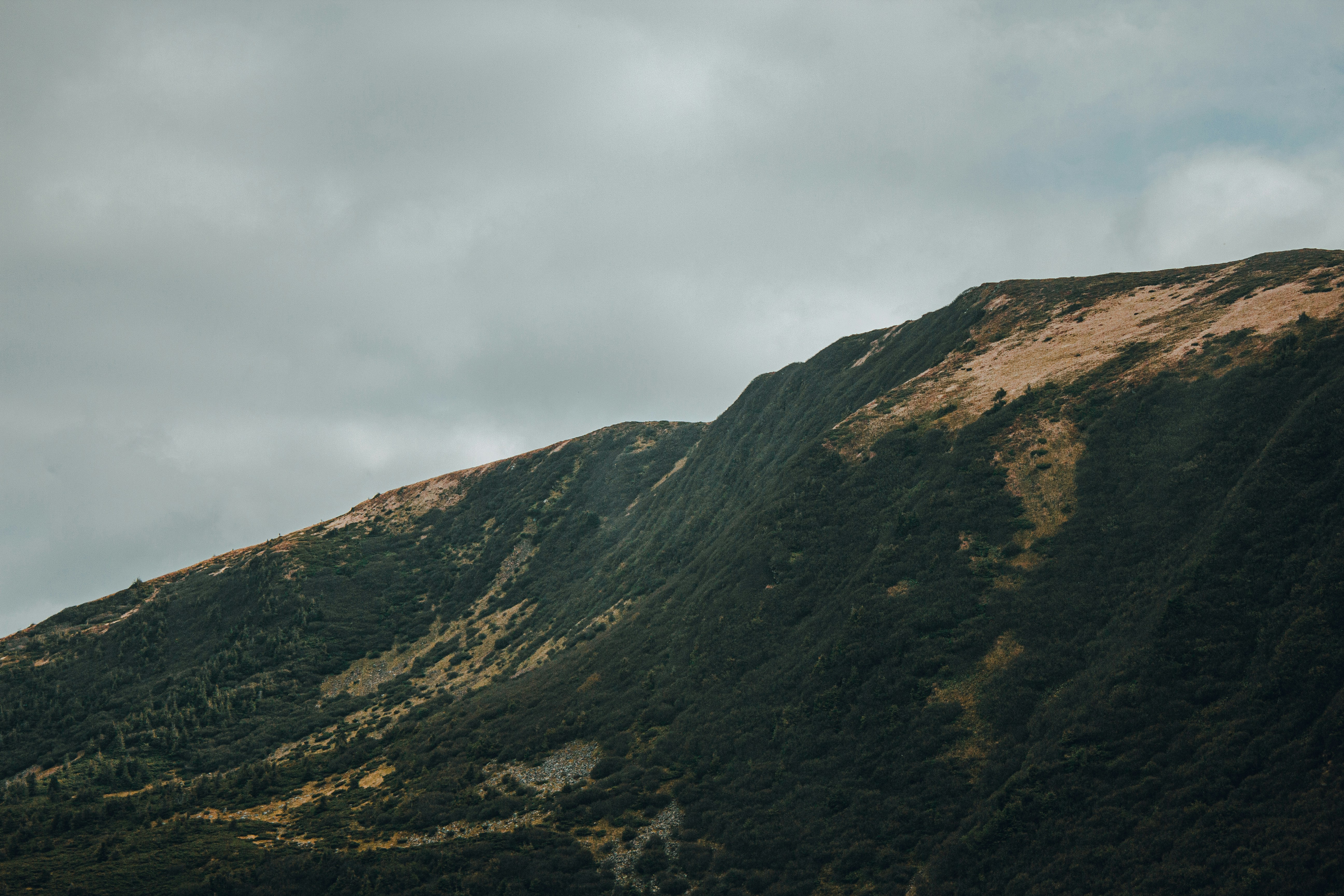 Photo by samoyedness