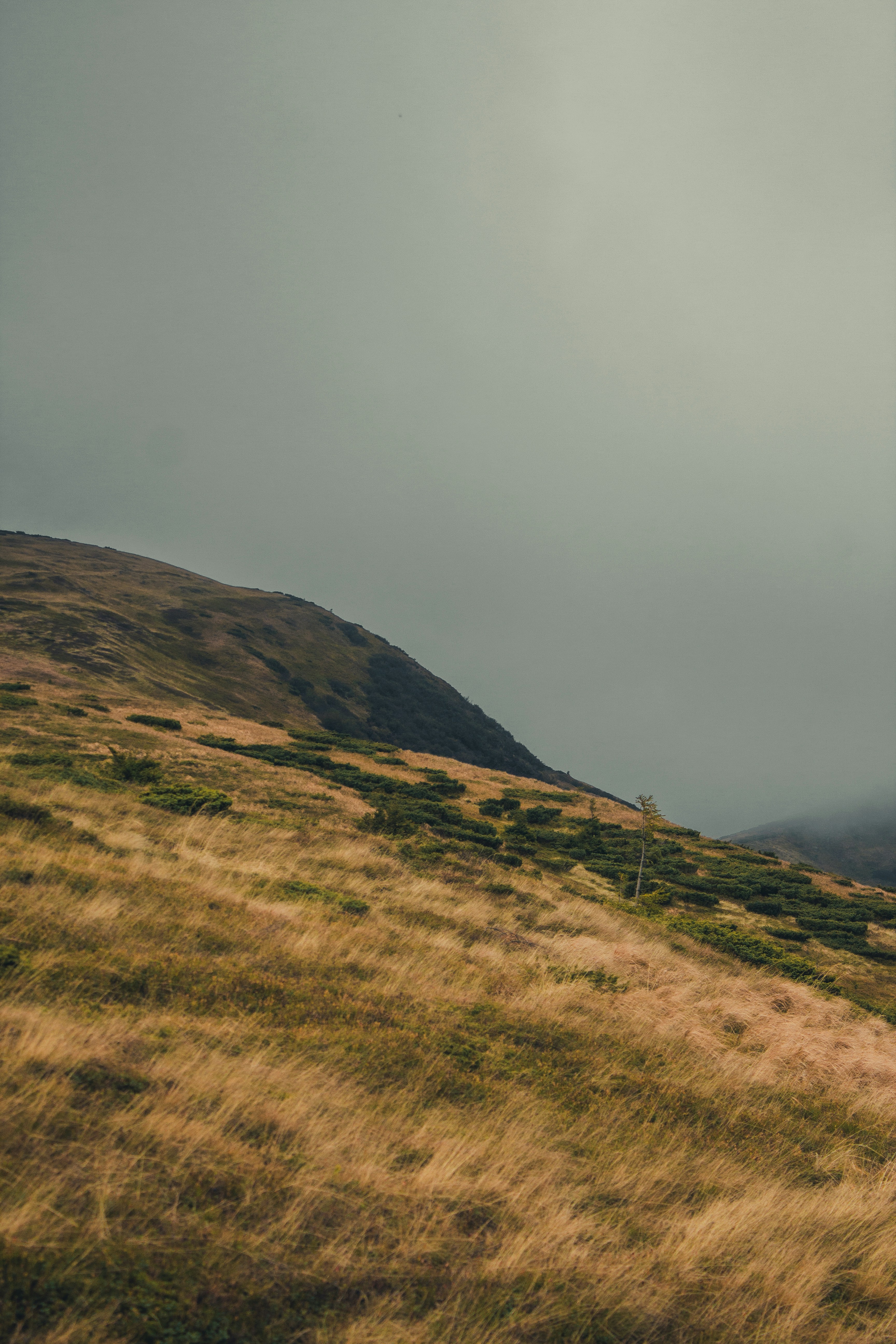 Photo by samoyedness