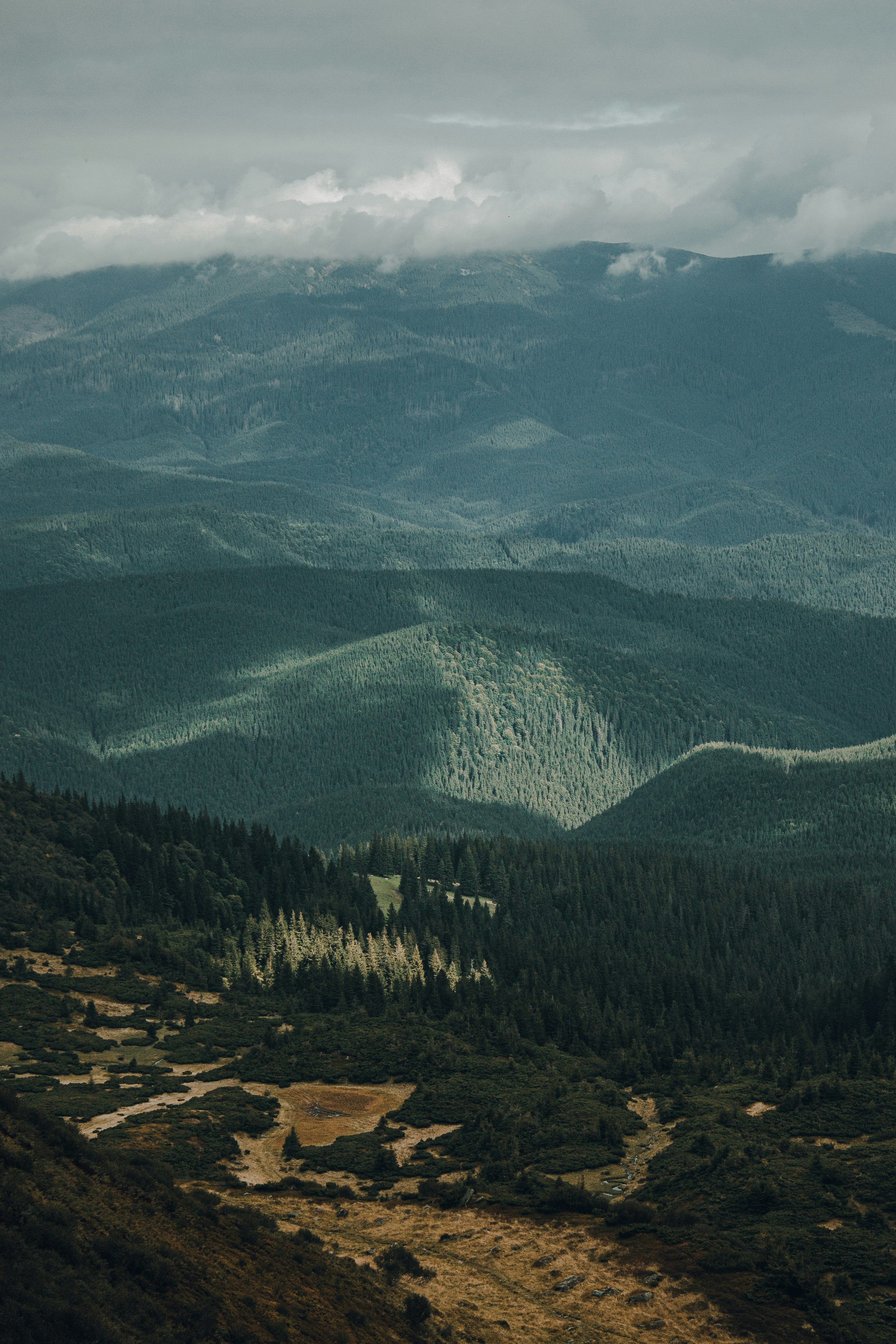 Photo by samoyedness