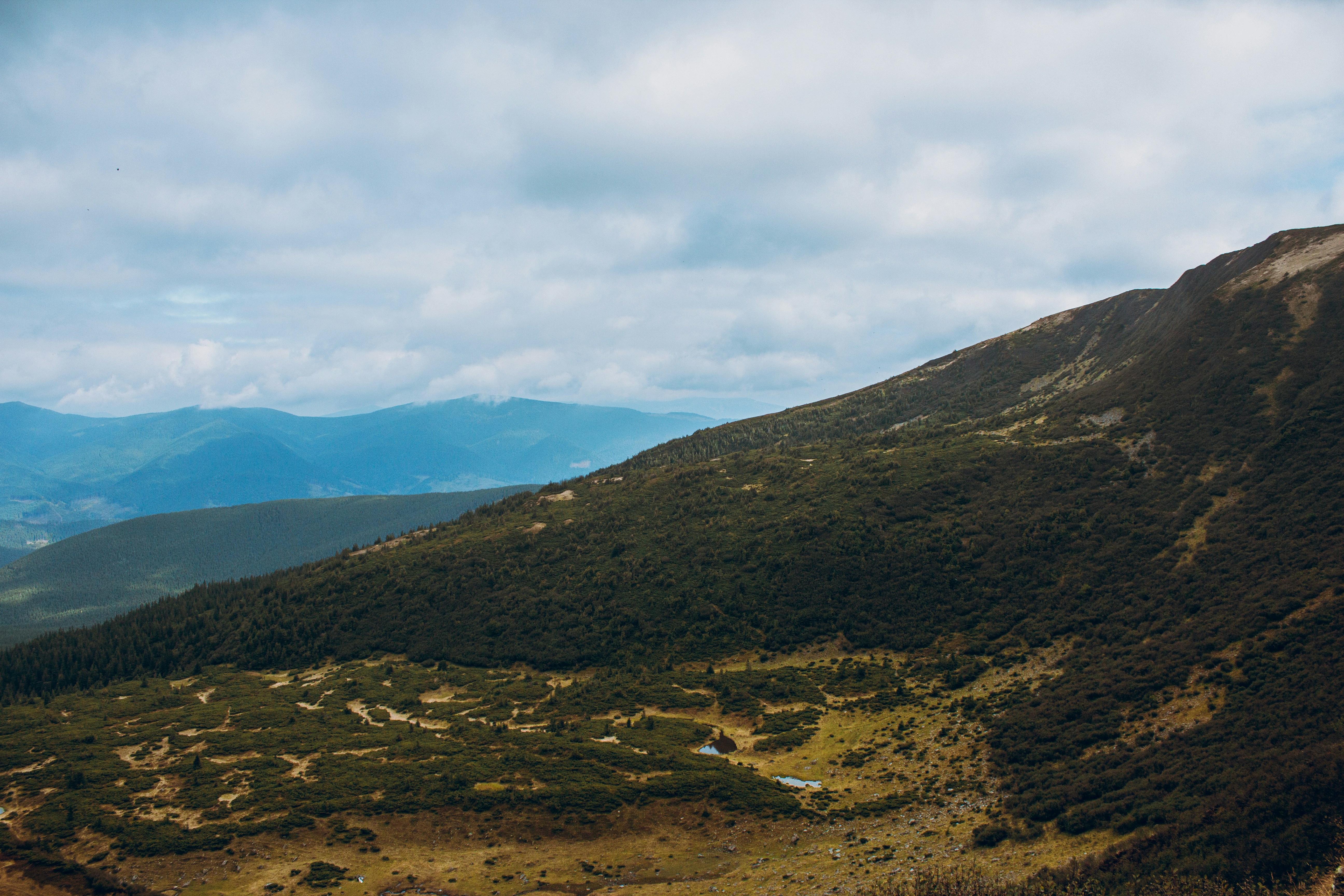 Photo by samoyedness