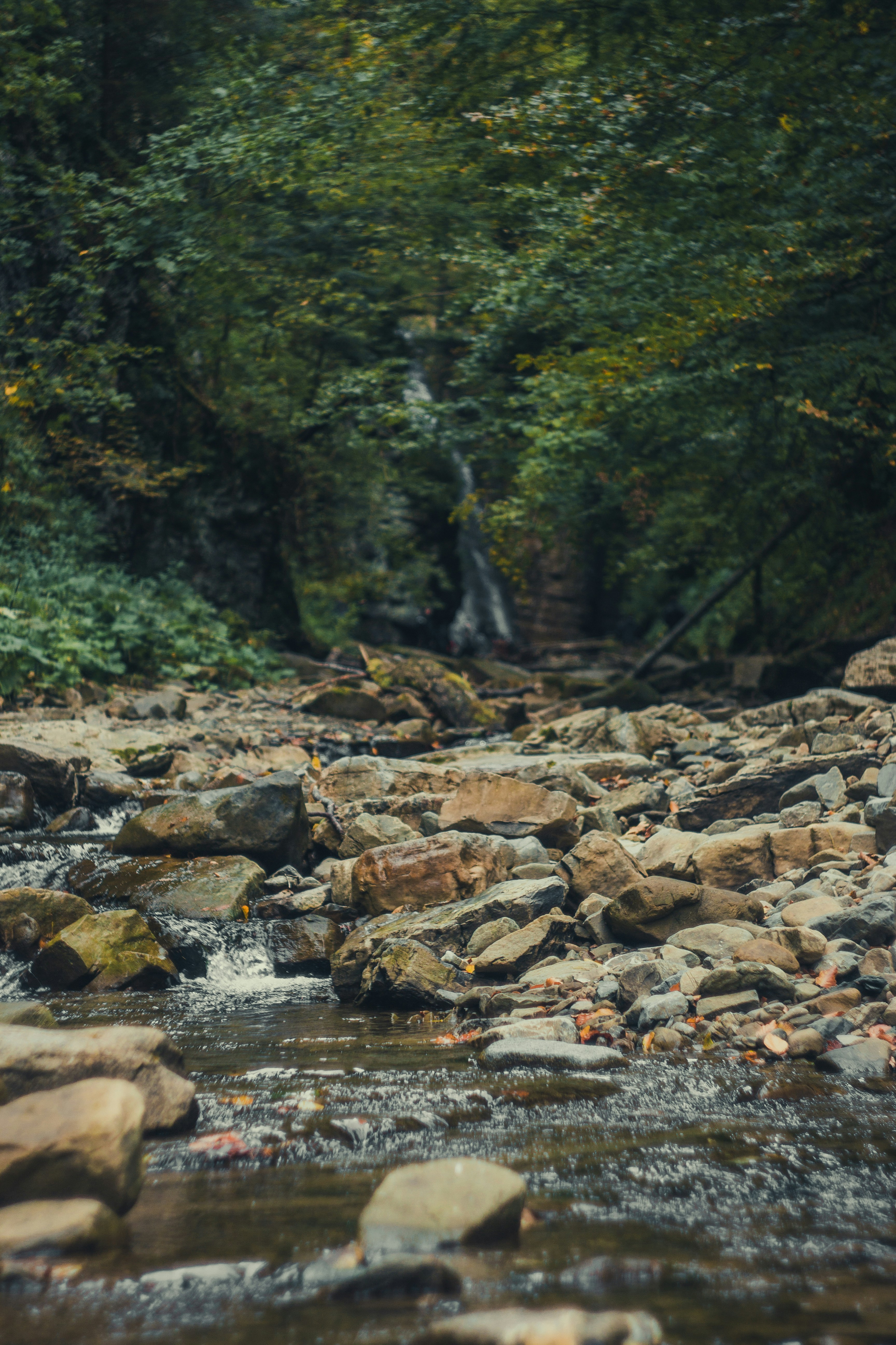 Photo by samoyedness