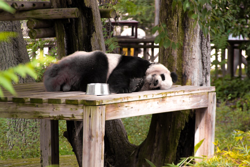 a panda bear sleeping on a wooden bench