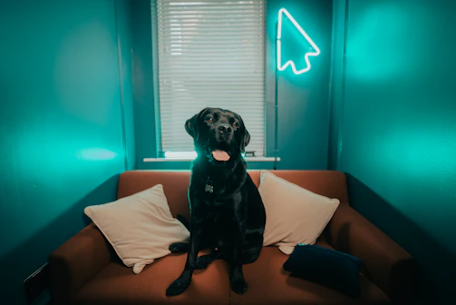 a black dog sitting on top of a brown couch