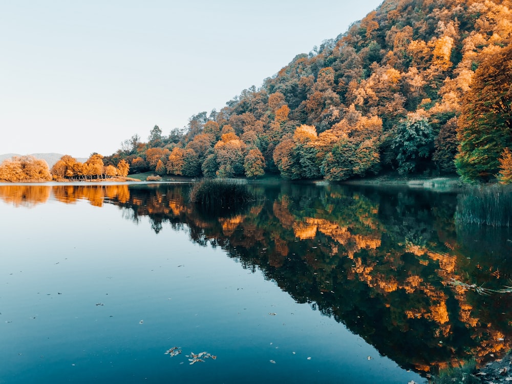 a large body of water surrounded by trees