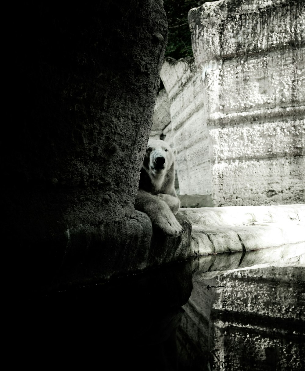 a polar bear sitting on the edge of a stone wall